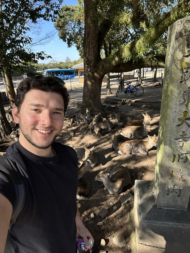 Japan Itinerary 3: Just back from a deep-dive day in Nara