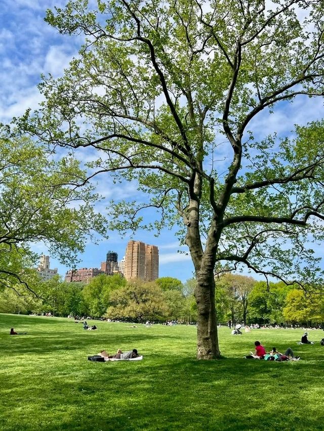 Central Park, it’s basically Hollywood’s favorite green screen!