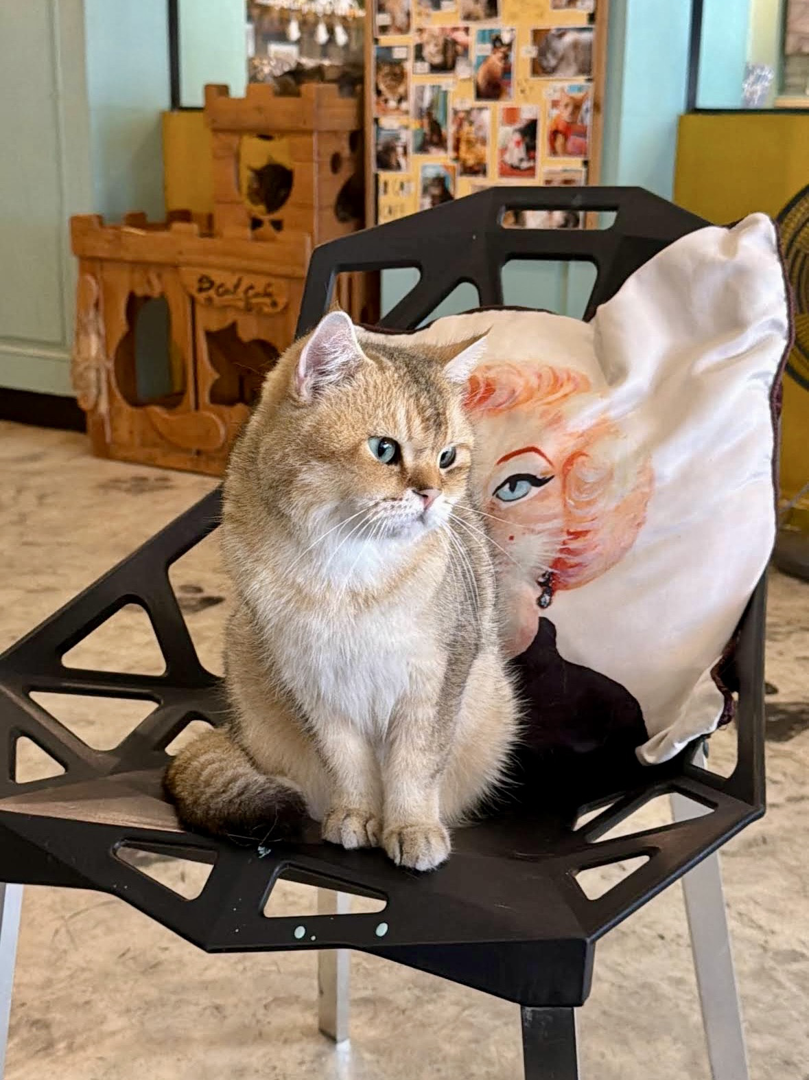 B Cat Café is a wonderful spot for both adults and kids, where you can grab a great bite to eat and enjoy hanging out with some furry friends 🐈⬛
The kitties are super affectionate, and you can play with them and give them treats.
🐈The cafe is divided into two areas: one for dining and another for mingling with the cats, with about 20 different breeds roaming around. But even if you just pop in for a meal or a cup of coffee, you can still watch the cats through a glass partition.
🛍️ You can also shop for souvenirs and all sorts of cat-themed goodies.

🏷️ Admission to the cat area is 300 THB, which includes a drink from the menu. There is no time limit.

📍33 34 Thep Krasattri Rd, Ratsada, Mueang Phuket District, Phuket 83000,
Thailand

 