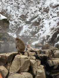Solo Trip: 15 Winter Days in Japan - from Tokyo to Nagasaki 🇯🇵❄️