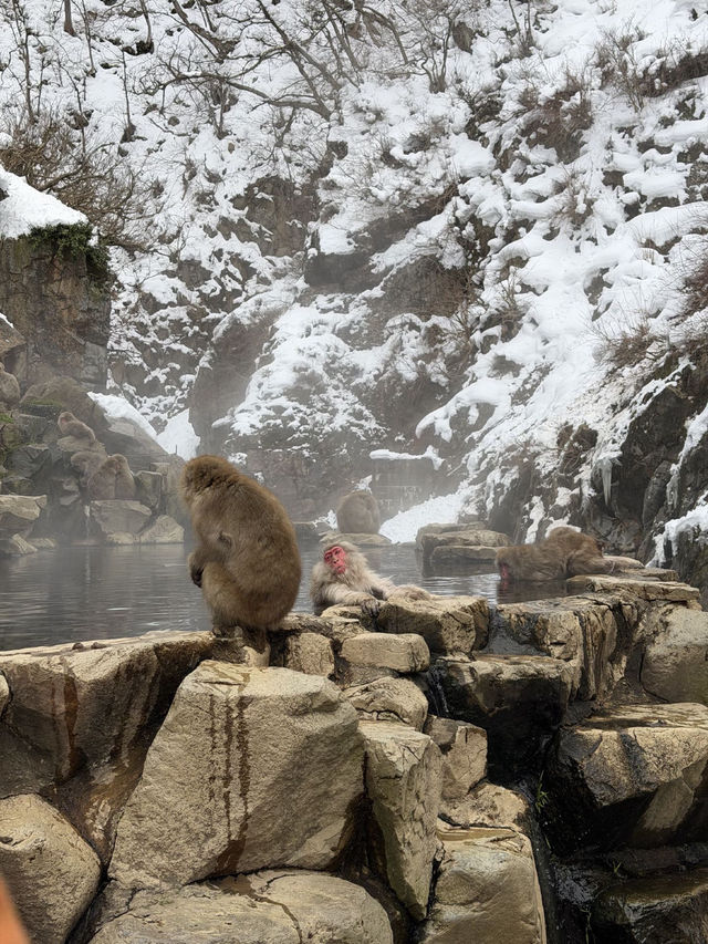 Solo Trip: 15 Winter Days in Japan - from Tokyo to Nagasaki 🇯🇵❄️