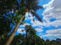 🌿Only Have 1 Day in Ubud? Do This