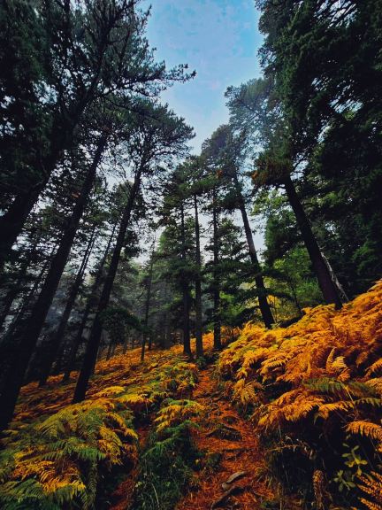 Autumn Magic at Crveni Steni, Pelister 🍁🍃 #repeatdestination