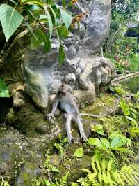 Sacred Monkey Forest - Ubud🐒🌿