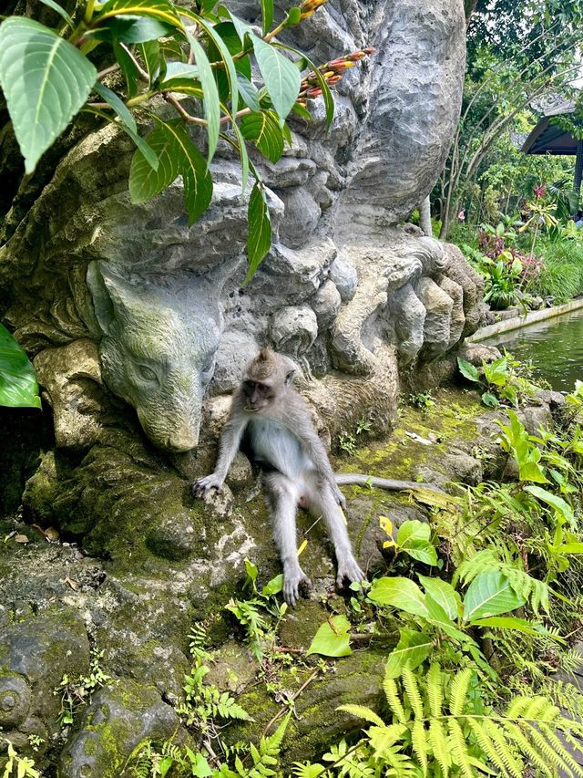 Sacred Monkey Forest - Ubud🐒🌿