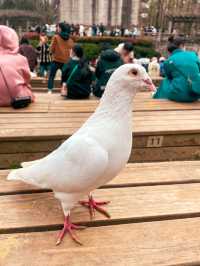 The Home of the Pigeons, Nanjing