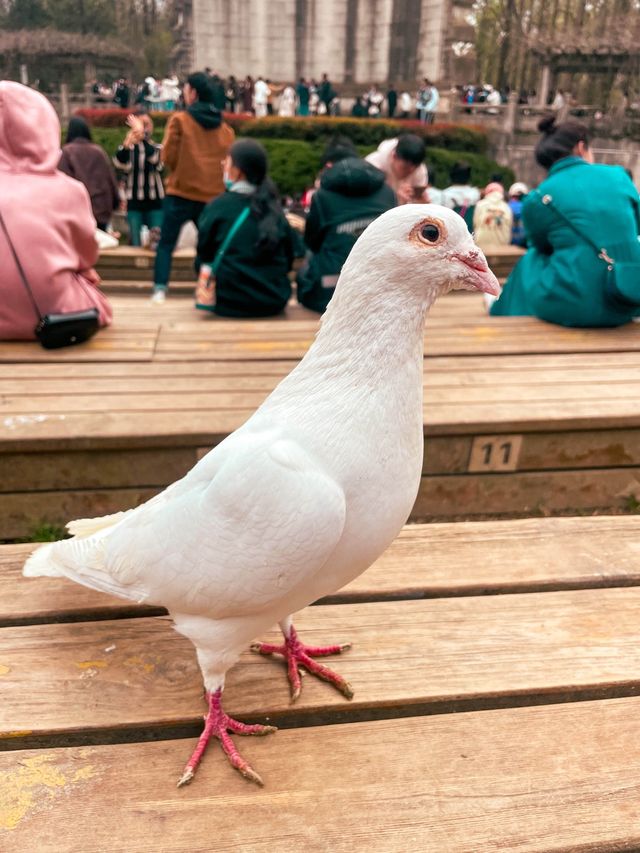 The Home of the Pigeons, Nanjing