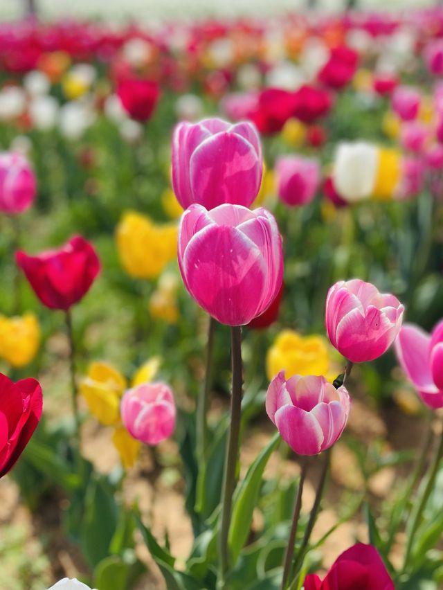 Be in love with these gorgeous tulips 🌷 