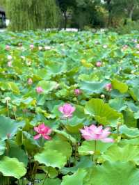 【蘇州】蓮の花が美しい夏の虎丘