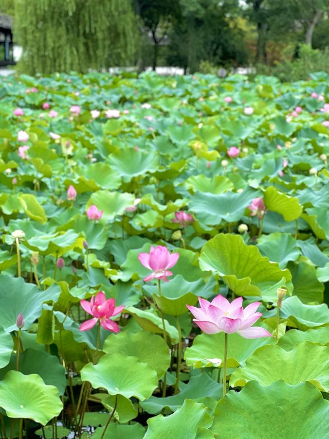 【蘇州】蓮の花が美しい夏の虎丘