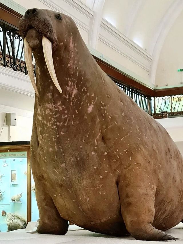Horniman Museum - London