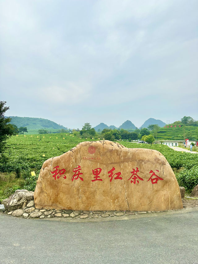 還是本地人會玩清遠積谷裡紅茶谷茶葉DIY體驗～