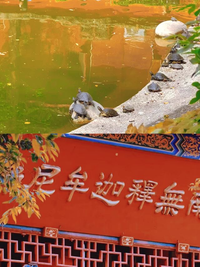 “入門不見寺，十里聽松風
