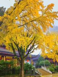 南京栖霞山最美的楓葉是孩子一生值得去的地方
