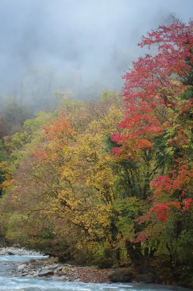 Every time you visit the autumn of Laba River, you will cry
