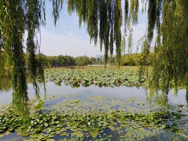 秋遊長春南湖公園