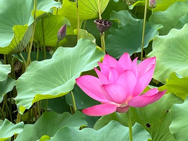 泰州“馬爾代夫”，天德湖公園