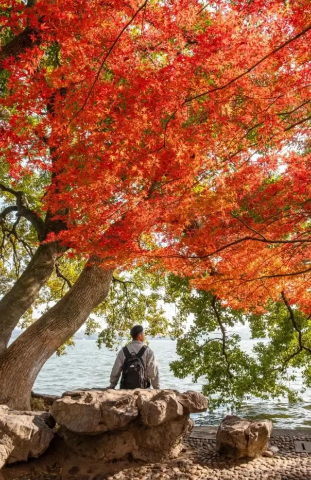 ในช่วงนี้การมาเที่ยวฮั่งโจวจริงๆ คุ้มค่ามาก ทริปชมใบไม้เปลี่ยนสีสวยๆ ในหนึ่งวัน