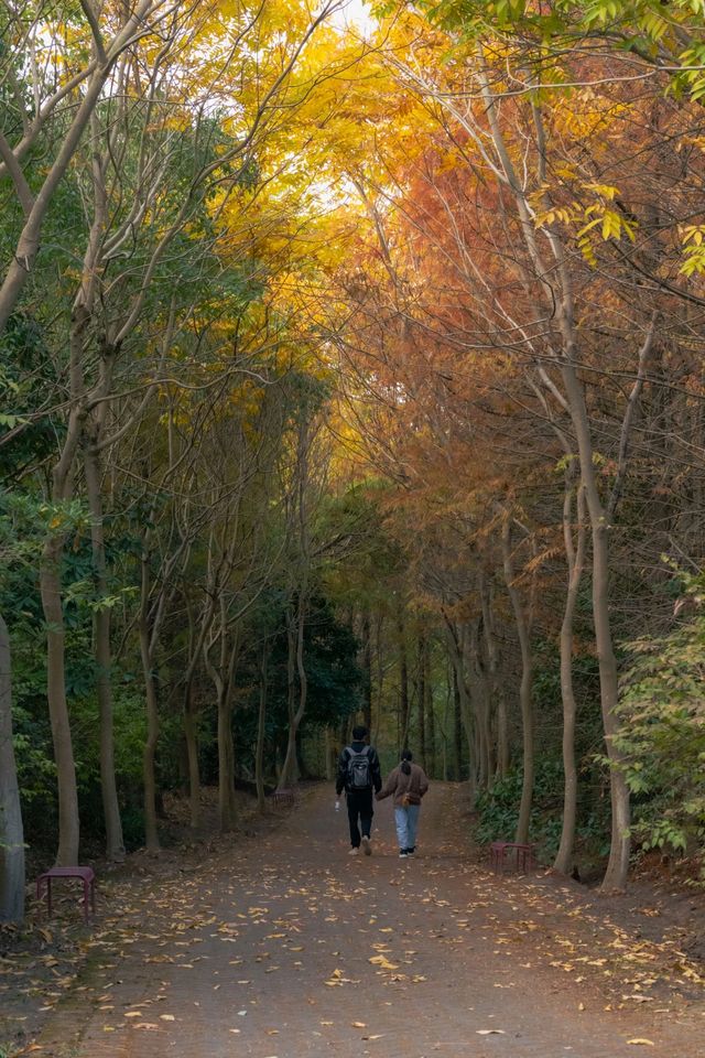 12月的海灣公園太美啦