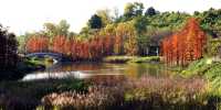 金堂冬日美景，藏在這個寶藏公園裡