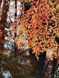 12/6實拍 中山植物園 紅楓崗 拍照機位分享