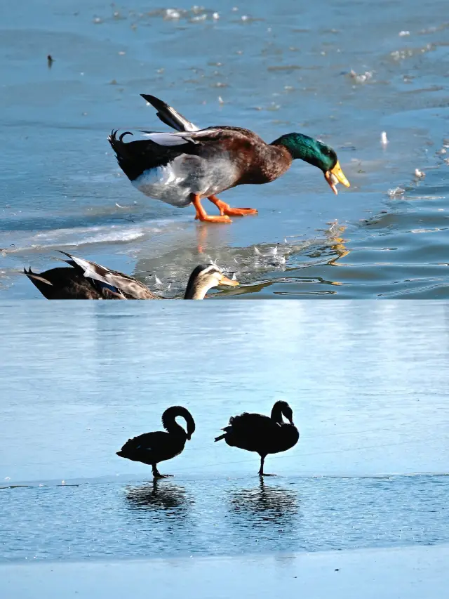 Good places to go in Tianjin on weekends: Feed swans in the Water Park, admire the remaining lotus, and experience a different winter scenery