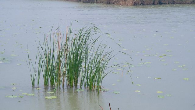 周口市淮陽區 龍湖濕地公園丨北方最佳賞荷盛地