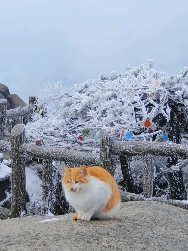 눈 뒤의 천주산은 마치 산수화처럼 보입니다! 눈 오는 날 공략이 왔습니다!