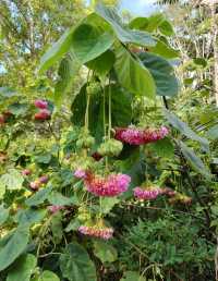 西雙版納｜愛麗絲夢遊仙境｜中科院植物園