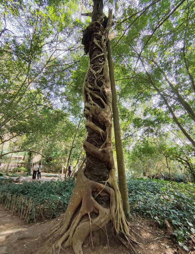 西雙版納｜愛麗絲夢遊仙境｜中科院植物園