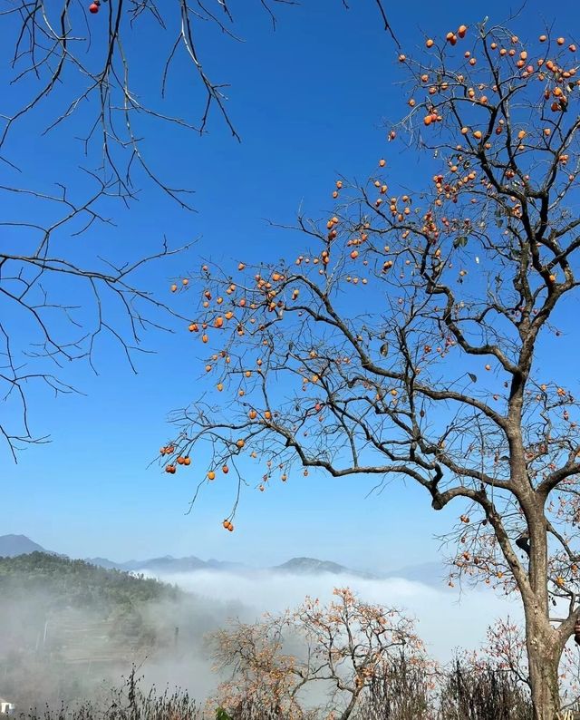 柿子之鄉---湖北黃岡羅田縣