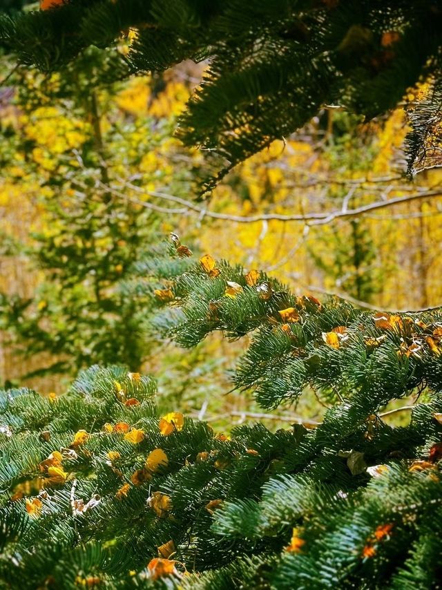 全球追秋｜科羅拉多｜Maroon Bells 秋之秘境