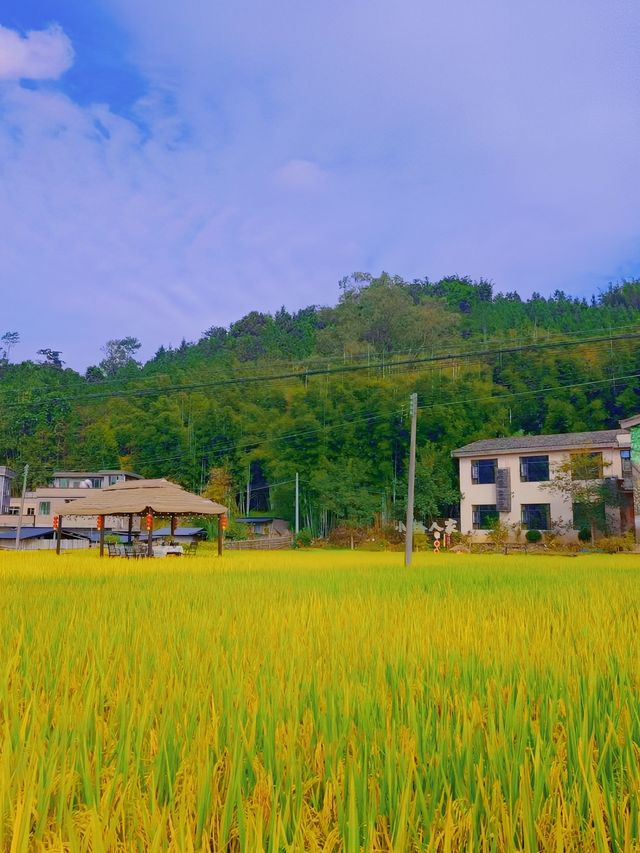 桂峰村，萬柿順意～