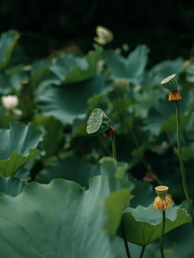 여름 휴가 아이 돌보기 | 녹색이 가득한 취백지에서 눈을 씻어 보세요🪷