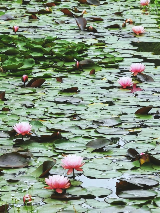 上海公園｜花開上海生態園