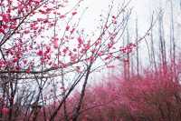 “梅”景如畫--悅來會展公園