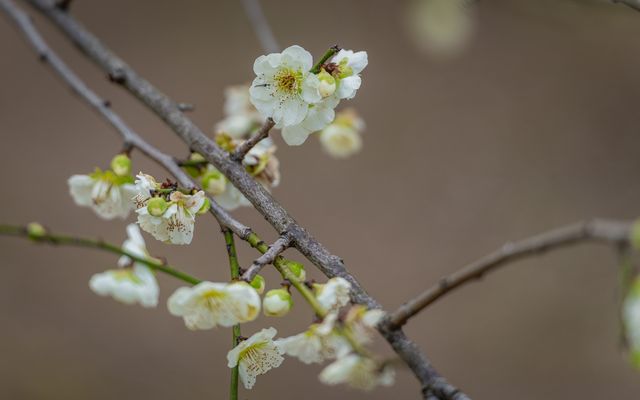 梅園綠萼梅