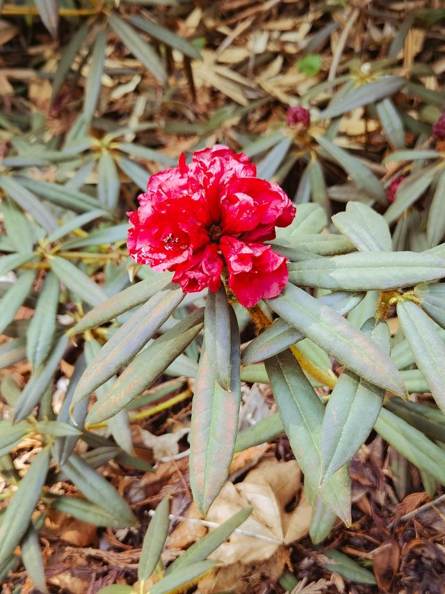 小眾溫哥華之旅，隱藏在溫帶雨林的寶藏植物園