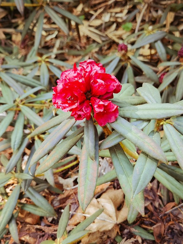 小眾溫哥華之旅，隱藏在溫帶雨林的寶藏植物園