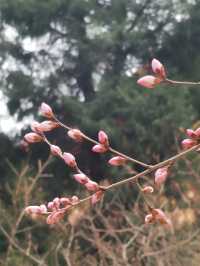 春天賞花必去公園-中山公園