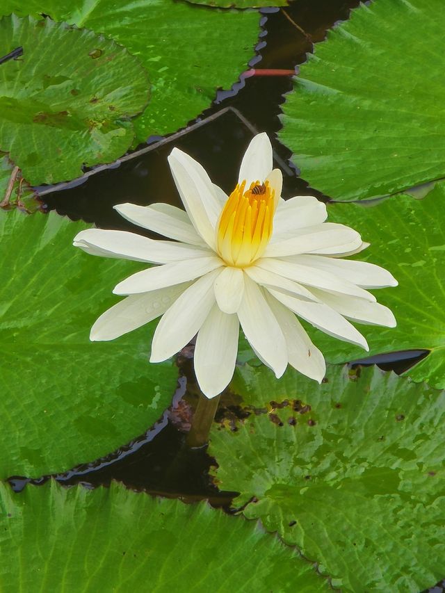 東莞春季賞花地圖