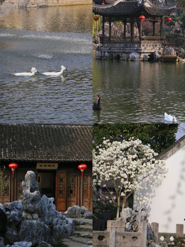 南京愚園春日出遊，遇見了一萬次的春和景明