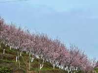 櫻花開在春天裡，免費賞櫻打卡地