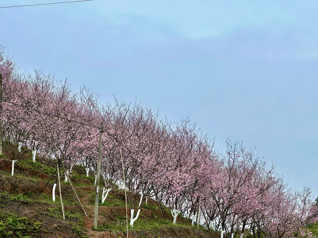 櫻花開在春天裡，免費賞櫻打卡地