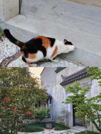 蘇州民宿｜為這家民宿，我願再來蘇州100遍