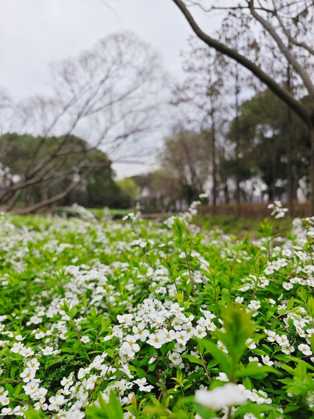 我在濱江走花路｜濱江兩岸免費賞花一日遊