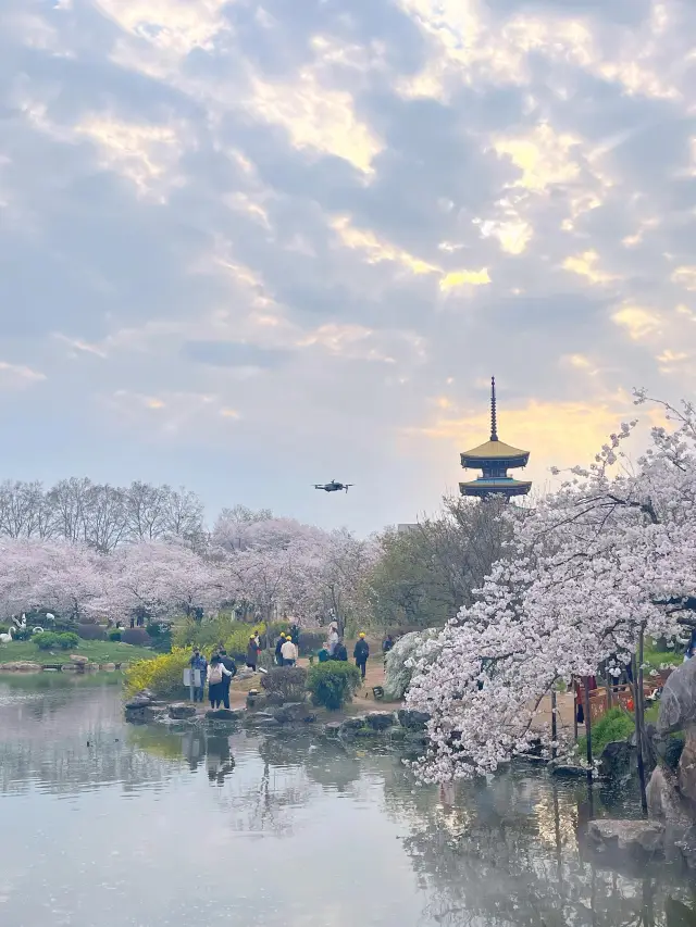 春日に武漢を訪れ、桜の花を見に行きましょう