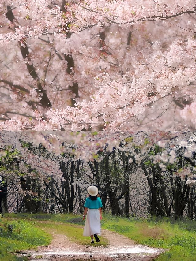 去貴州上春山可以觀賞萬畝櫻花園的好地方