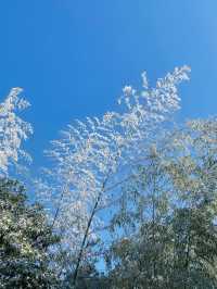 踏雪九仙山｜福建德化兩天一夜自駕遊