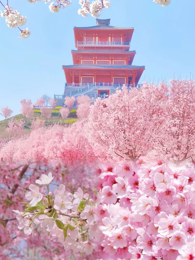 古柏渡不僅有千畝花海，還有天陽同你共賞櫻